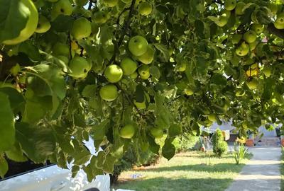 SCHIMB !!Zona mirifica ! apropiere lacul si padurea Snagov respectiv la aprox. 60 de m si 300 m! - 3