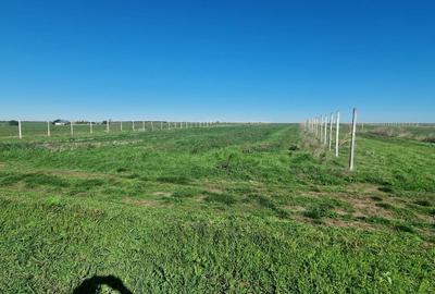 Costinesti loturi intravilane construibile 400-600mp direct de la proprietar - 2