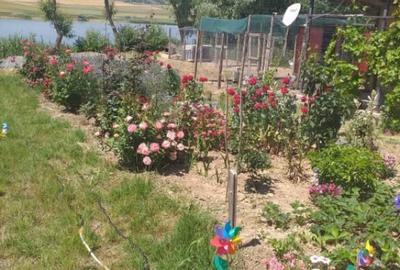 Casă cu 3 camere cu Teren 300 Mp în Horia - 9