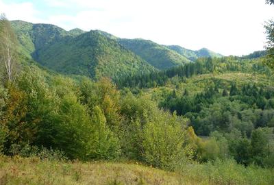 Teren Lepsa / Tulnici, 10.199 mp - 6