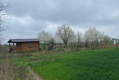 Teren de 5000 mp, în Lazuri - 3