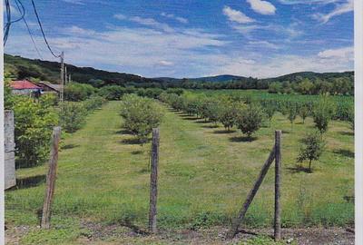 Teren Construcții intravilan de 2595 mp, în Bogata Olteană - 2