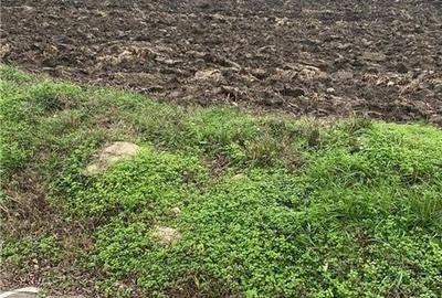Teren agricol extravilan de 10000 mp, în Berceni - 2