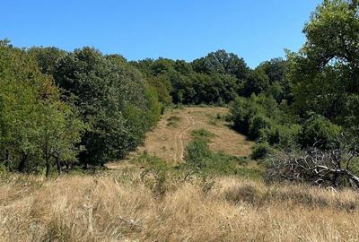 Teren Extravilan in mijlocul naturii. - 17