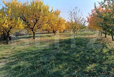 Teren de 6360 mp, în Măgurele - 1