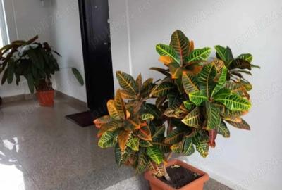 Inchiriere apartament tip studio nou Tg-Jiu - 8