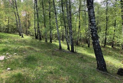 Teren Zona Turistica Transalpina - Pestera Muierilor 9.746 mp - 2