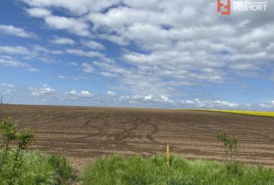 Teren agricol extravilan de 41700 mp, în Sânandrei - 5