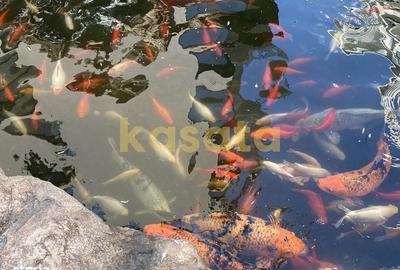 Garsonieră modernă de închiriat – North Lake Herăstrău - 4