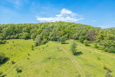 Padure de vanzare oportunitate de investi?ie - 9