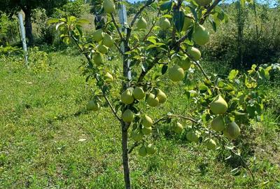 Vand casa cu teren - 10