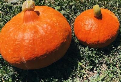 Transilvania Camping,domeniu de 14.400mp,Sanmarghita de Mures:2cladiri, apartame - 21