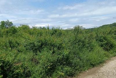 Superb teren intravilan langa padurea Cocosesti - 3