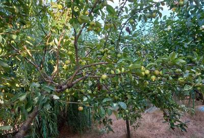 Casă cu 3 camere în Central - 7