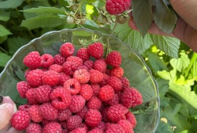 Casă cu 4 camere cu Teren 1000 Mp în Grădiștea - 9