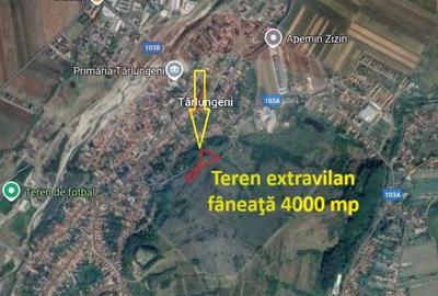 Teren extravilan, faneata, 4000 mp, Tarlungeni - 4