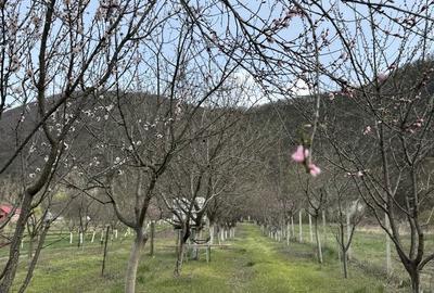 Spațiu comercial, în Orșova - 4
