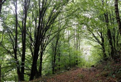 Spațiu comercial, în Brazi - 4