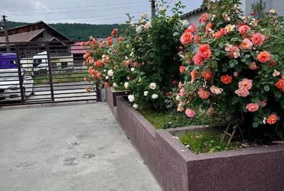 Casă cu Teren 867 Mp în Drăganu - 4