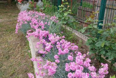 Casă cu 4 camere cu Teren 1500 Mp în Izvoru Dulce (Beceni) - 9