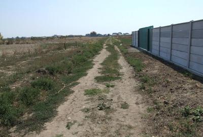 Domnesti-Ciocarliei(Afinului-Fragilor). - 4