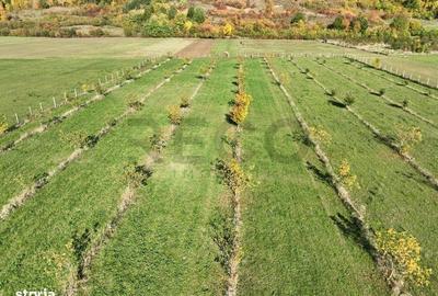 Teren de 13965 mp, în Aușeu - 13