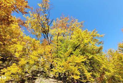 Teren de 1271 mp, în Livezile - 5