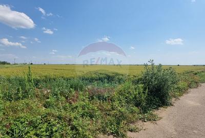 Teren intravilan - 17.500 mp - Gostilele Fundulea - 1