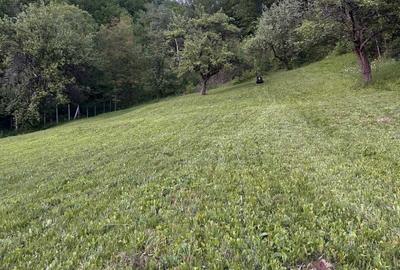 Teren de 11454 mp, în Șoimari - 3