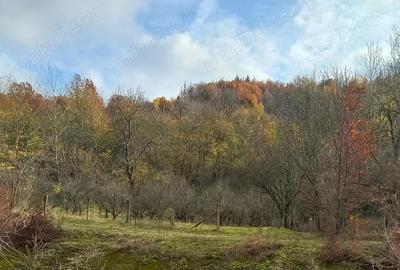 Teren de 6000 mp, în Stoilești - 2