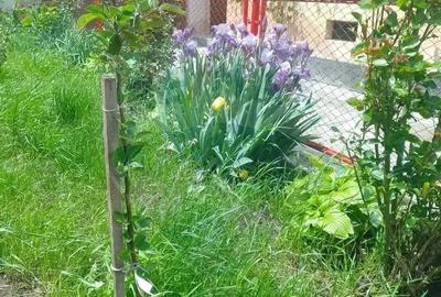 Casă cu 4 camere cu Teren 1240 Mp în Dacia - 1