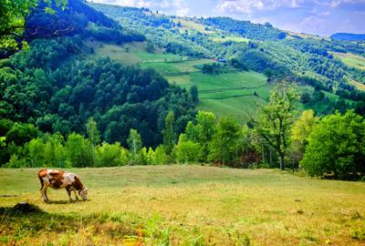 CASA TRADITIONALA, ANEXE si 46.980 mp teren partial INTRAVILAN BULZ - BIHOR - 41