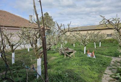 Spațiu comercial, în Medgidia - 14