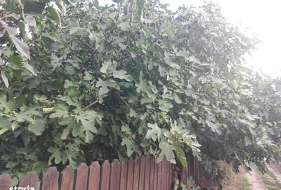 Casă cu 3 camere cu Teren 1000 Mp în Corbu - 11
