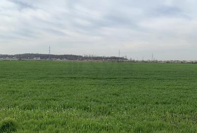 Teren Cornetu-Magurele - 24581 mp - Strada Magnoliei - Ac... Teren Cornetu-Magurele - 24581 mp - Strada Magnoliei - Ac... - 6