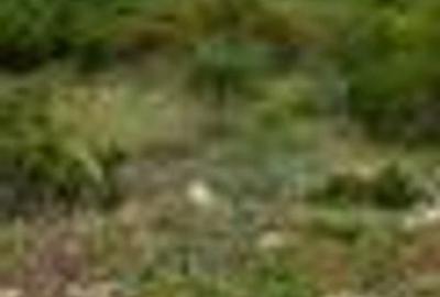 Teren Construcții intravilan de 1826 mp, în Paleu - 2