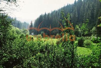 Teren Construcții intravilan de 34201 mp, în Vărșag - 9