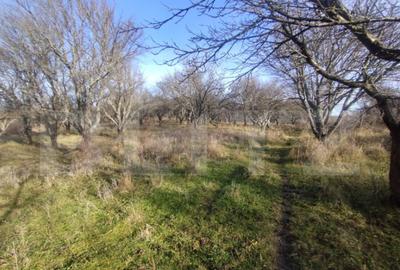 Teren extravilan, 20 ari, livada pomi fructiferi, zona Subce - 5