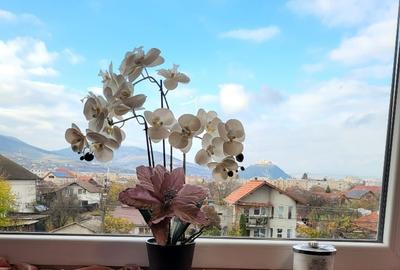 Apartament cu 3 camere decomandat, mobilat în Pietroasa - 4