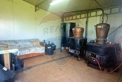 Investitie livada cu 116 pomi fructiferi in Comuna Livada - 8