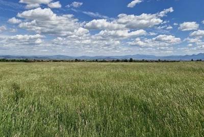 Teren de 14900 mp, în Crizbav - 5