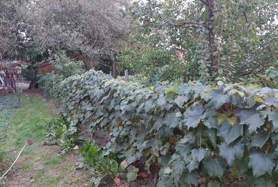 Casă cu 4 camere în Șimian - 6