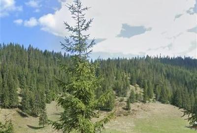 Teren extravilan la Poiana Horea - Belis - 16.000 mp - 3