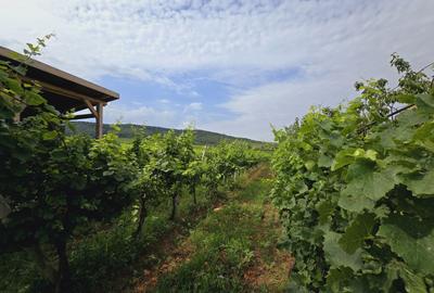 Teren agricol extravilan de 80000 mp, în Covăsinț - 10