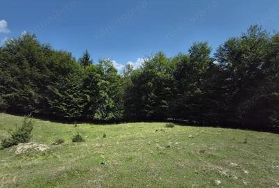 Teren - padure Teliu - Bradet - 5