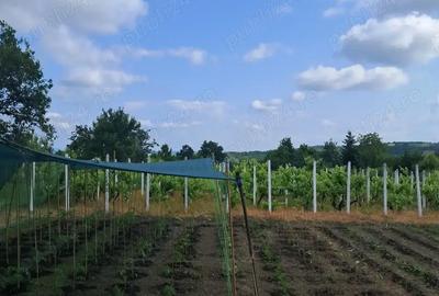 Casă cu 3 camere în Moinești - 6