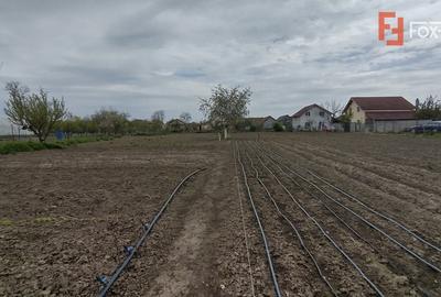 Casă individuală cu 3 camere cu Teren 2385 Mp în Sânmihaiu Român - 14