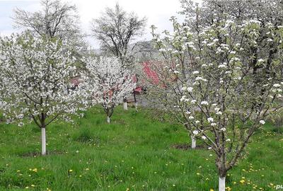 Casa din 2019 cu 4300 mp intravilan, livada bio ?i vie la 45 min de Cluj Casa din 2019 cu 4300 mp intravilan, livada bio ?i vie la 45 min de Cluj - 9