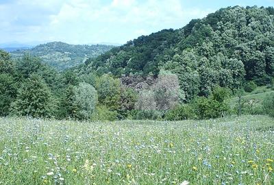 Teren intravilan de vanzare in Telega - 1