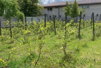 Teren Intravilan  Stefanesti DJ200 - 6